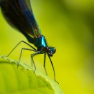 Agrion